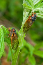 cicada1-3.jpg