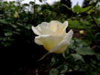 DSCN9528.jpg