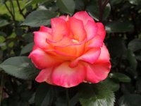 DSCN9535.jpg