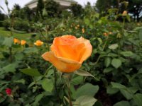 DSCN9536.jpg