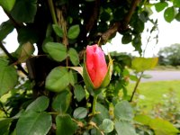 DSCN9542.jpg