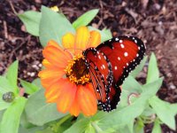 DSCN9555.jpg