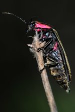 DSC_7583 (427x640).jpg