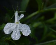 wet flower.jpg