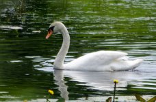 DSC_7847.jpg