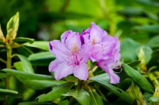 DSC_7885.jpg