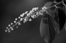 1MC_0833.jpg