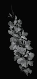 flowers blk and wht 800.jpg