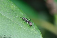 149 Ant-130529_1.jpg