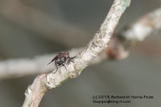 149 The Fly-130529-01_1.jpg