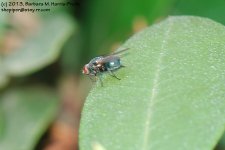 149 The Fly-130529-02_1.jpg