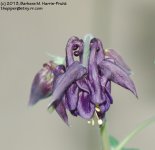 149 Columbine-130529-01_1.jpg