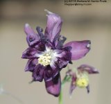 149 Columbine-130529-02_1.jpg