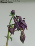 149 Columbine-130529-03_1.jpg