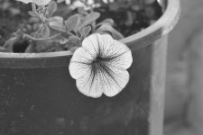 FLOWERS 003.JPG
