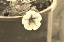 FLOWERS 003-001.JPG