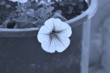 FLOWERS 003-002.JPG