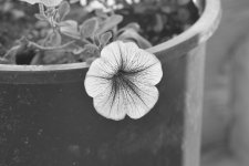 FLOWERS 003-003.JPG