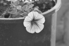 FLOWERS 003-005.JPG