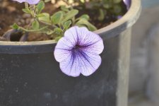 FLOWERS 003-008.JPG