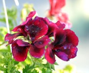 FLOWERS 001-001.JPG