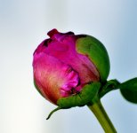FLOWERS 012-001.JPG