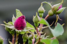 20130530-_1RB5268.jpg