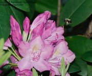 150 Rhododendron & Bee-130530_1.jpg