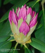 150 Rhododendon-130530-01_1.jpg