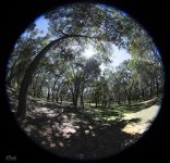 oaks fisheye.jpg