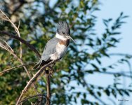 Kingfisher-400.jpg