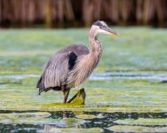 GBH-444.jpg