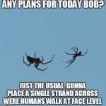 spider.jpg