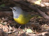 MacGillivaysWarbler2.jpg