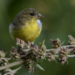 Goldfinch.jpg