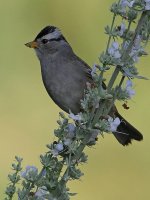 Sparrow.jpg