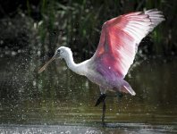 Roseate Spoonbill.jpg