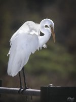 White Heron2.jpg