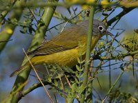 NashvilleWarbler2.jpg
