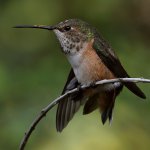 Hummer48.jpg
