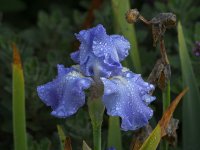 Iris.jpg