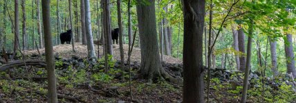 Barret Road Cattle Pair resize.jpg