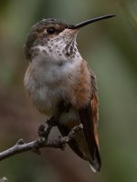 Hummer16.jpg