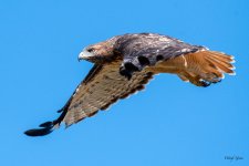 Red-tailed-410.jpg