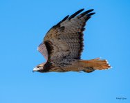 Red-tailed-412.jpg