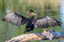 Cormorant -409.jpg