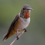 Hummer26.jpg