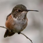 Hummer3.jpg