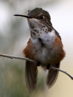 Hummer7.jpg
