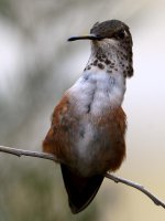 Hummer8.jpg